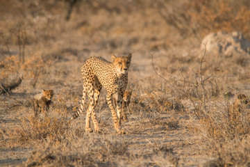 Mother and five cubs walking and playing, Etosha national park, Namibia, Africa