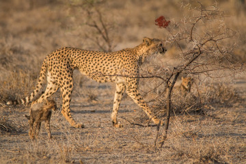 Mother and five cubs walking and playing, Etosha national park, Namibia, Africa