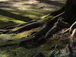 日の当たる木の根