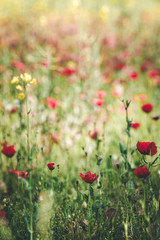 Poppy field in spring