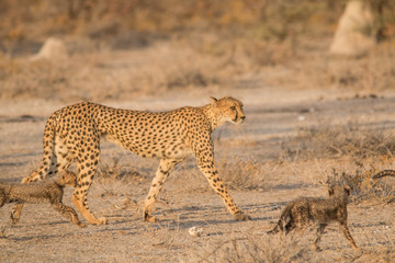 Fototapeta na wymiar Mother and five cubs walking and playing, Etosha national park, Namibia, Africa