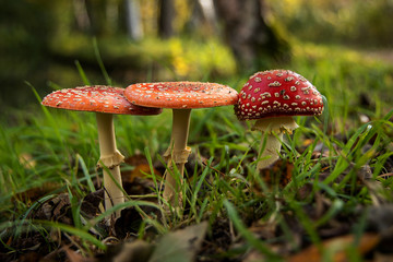 Forest soil with three toadstools