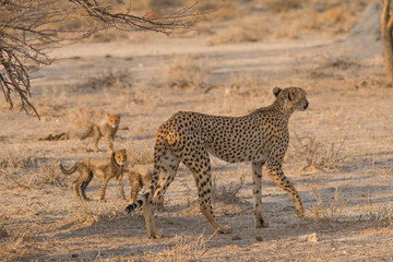 Fototapeta na wymiar Mother and five cubs walking and playing, Etosha national park, Namibia, Africa