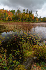 548-32 Water Shields on Big Island Lake