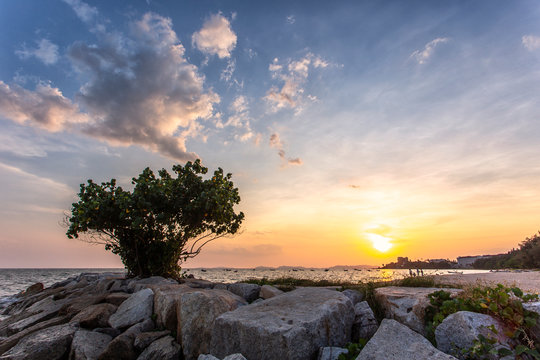 Beautiful sunset at sea with tree