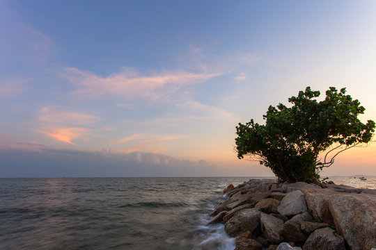 Beautiful sunset at sea with tree
