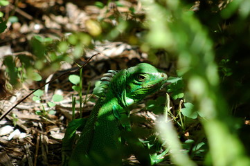 Reptile on flower