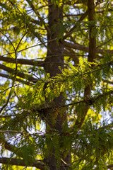 Branches against warm light