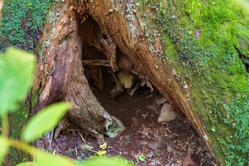 杉の巨木の根本