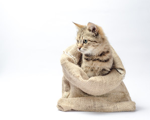 tabby kitten with green eyes in a sack on white background look left