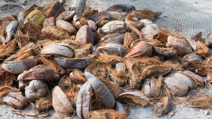 Kokosnüsse
