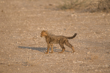 Five cheetah cubs playing around, Etosha national park, Namibia, Africa