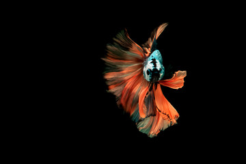  Siamese fighting fish.Multi color fighting fish isolated on background background.