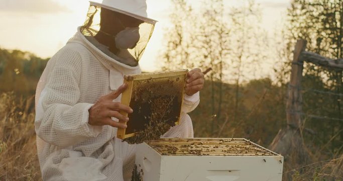 Honey beekeeper harvesting honey at sunset from a honeycomb, beekeeper inspecting his honey bees and honeycomb