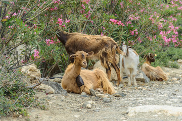 Cretan goats Cree Cree in oleander bushes