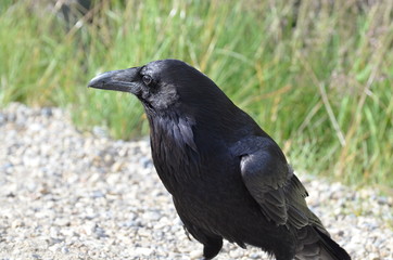 Raven in Jasper National Park