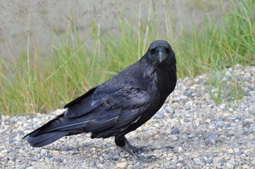 Raven in Jasper National Park