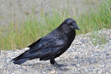 Raven in Jasper National Park