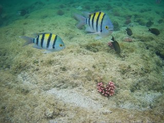 Naklejka na ściany i meble Beautiful tropical fish, Utopia resort, Marsa Alam, Egypt