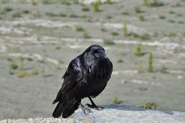Raven in Jasper National Park