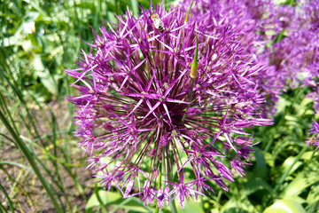Violet beautiful blooming allium flower, nature, flowers.