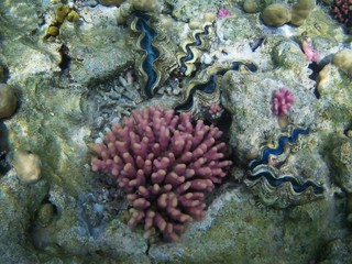 Beautiful tropical fish, Utopia resort, Marsa Alam, Egypt