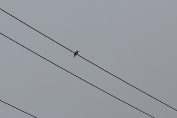 kingfisher
