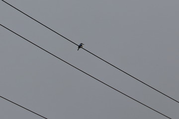 kingfisher © Thomas