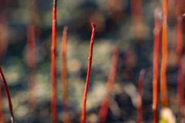 Fototapeta na wymiar Abstract background with red stems of young willow