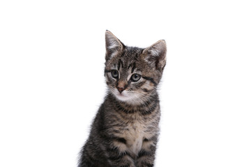 Fototapeta na wymiar Beautiful little striped cat