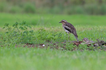 bush curlew