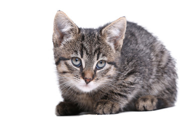 Obraz premium Beautiful little striped cat