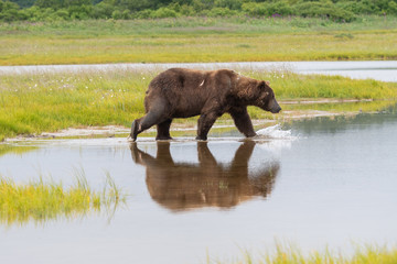 Coastal Brown Bear (Ursus arctos) in the Katmai National Park, Alaska