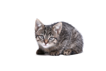 Beautiful little striped cat