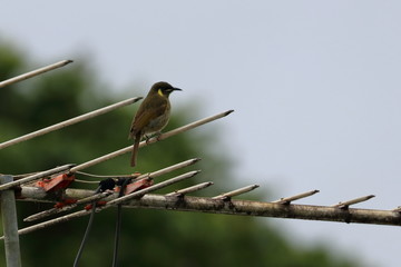 australian bird