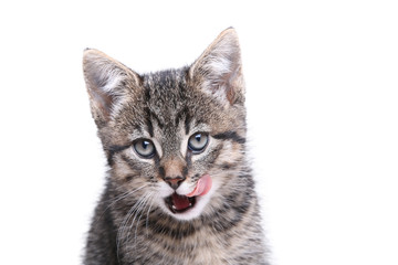 Beautiful little striped cat