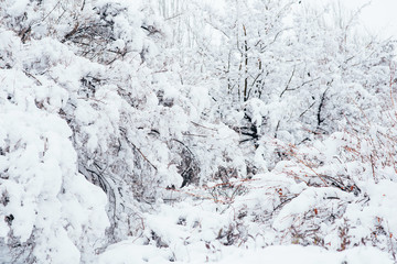 Winter forest. Forest covered by fresh snow during Winter Christmas time. The winter scene with white snow foreground.
