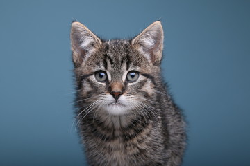 Beautiful little striped cat