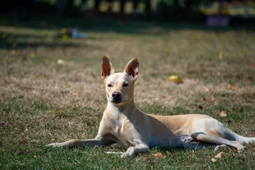 chien