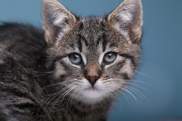 Fototapeta premium Beautiful little striped cat