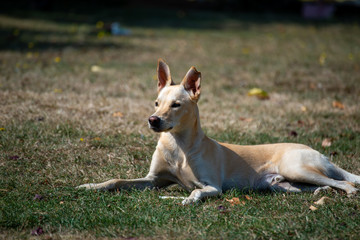 chien