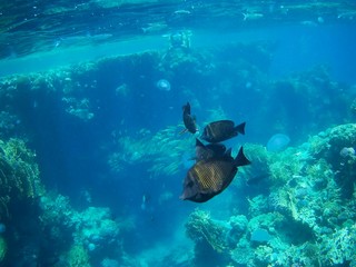 Fototapeta na wymiar Beautiful tropical fish, Utopia resort, Marsa Alam, Egypt