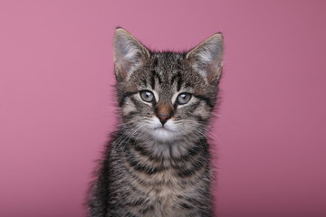 Beautiful little striped cat