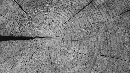 background texture of natural saw cut wood