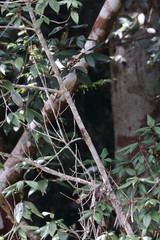 australian bird