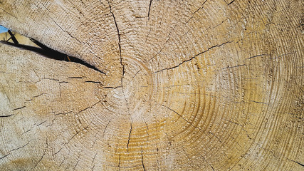 Fototapeta premium background texture of natural saw cut wood