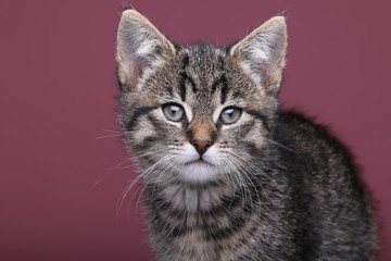 Beautiful little striped cat