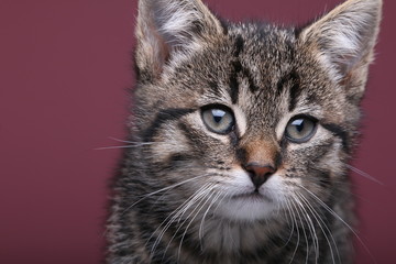 Beautiful little striped cat