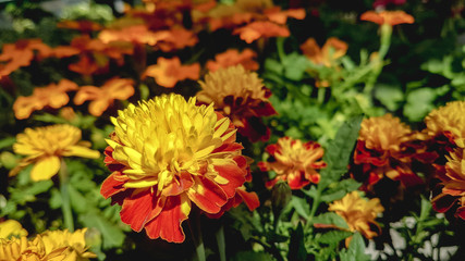 orange flowers in the garden