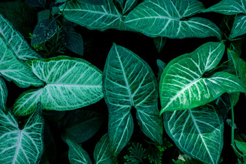 tropical leaves, abstract green leaves pattern texture, nature background